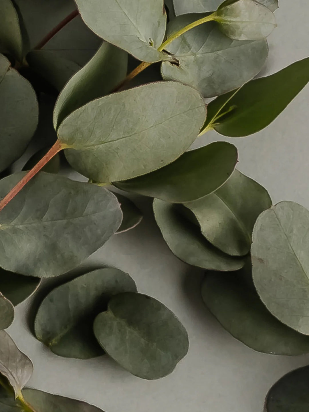 Eucalyptus Pura Home Diffuser Refill