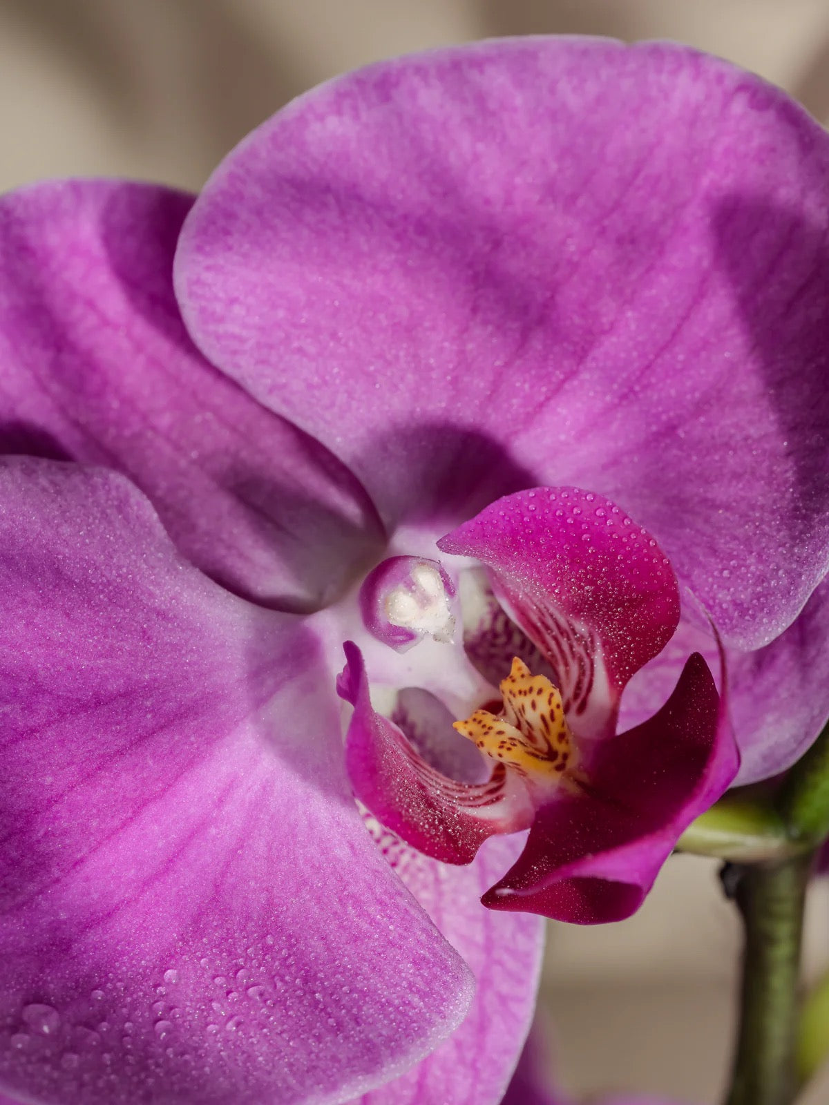 Close-up of a pink orchid with water droplets on its petals.