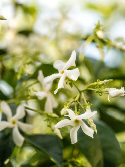 White flowers on a green plant with a blurred background